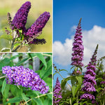Pack 3 Mix Butterfly Bush Live Plants, 3 to 6 Inch Tall Assorted Butterfly Bushes Plant for Outdoor Garden, Perennial Coloful Buddleia Flowers Plant, No Pot
