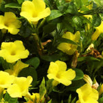 2 Yellow Mandevilla Plants Live, Mandevilla Flower Live Plants, Live Mandevilla Plant, 4 Inc to 7 Inc Tall, Mandevilla Well Rooted for Garden