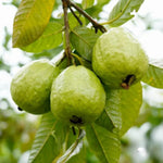 Pink Guava Tree Live Plant, Guava Plant Live for Planting Outdoor, Fruit Tree Plant from 5 Inc Long