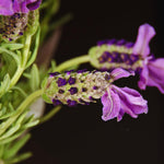 Set 2 Spanish Lavender Plants Live, Lavender Flower Plant, 5 to 7 Inc Tall Gardening Indoor, Outdoor