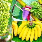 Banana Plant Live, Grand Nain Banana Tree Live Plant, Hardy Banana Fruit Seedling 4 to 8 Inch Tall, Indoor Outdoor