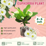 Crown of Thorns Plant Live, Euphorbia Milii Succulent Live Plant, 4-8 Inch Tall Flowering Houseplant with Year-Round Blooms, No Pot (White)