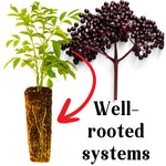 Black Elderberry Bush Tree Plant Live for Planting, 5 to 8 Inch Tall, American Elderberry Cold Hardy for Outdoor Growing, No Pot