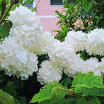2 Japanese Snowball Viburnum Bush Plants Live Bare Roots, Hardy Viburnum Snowball Plant Live Bush, 1-2 Feet Tall for Gardening