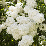 Japanese Snowball Viburnum Live Plant, 8-10" Tall Viburnum Shrub in Pot, Hardy Flowering Snowball Bush for Outdoor Garden