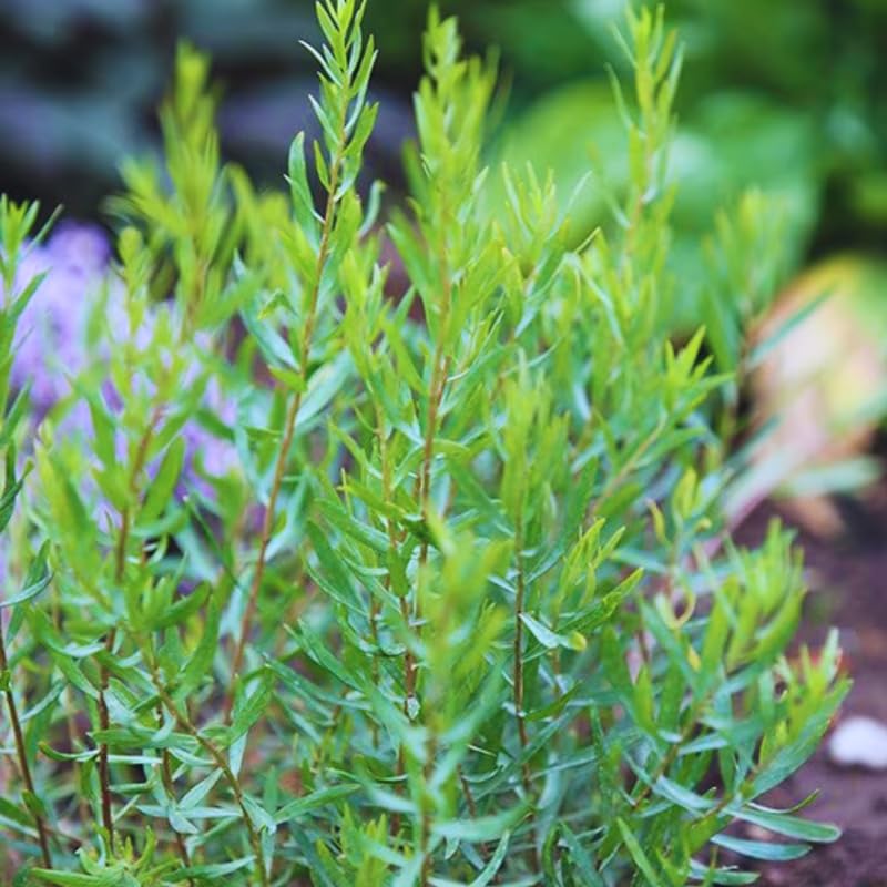 Set 6 Tarragon Plants Live for Gardening 4 to 8 Inch Tall, Hardy Tarragon Live Plant to Grow, Tarragon Culinary Gardening