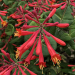 Major Wheeler Honeysuckle Plant Vine Seeds