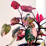 2 Assorted Princess Philodendron Plants, Variegated Leaf Houseplant, Tropical Indoor Plant 5 to 8 Inches Tall Well-Rooted, No Pot