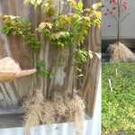 5 Dwarf Burning Bush Live Bare Root Plants, 6-12 Inch Hardy Shrubs for Outdoor Planting, Vibrant Perennial Bushes