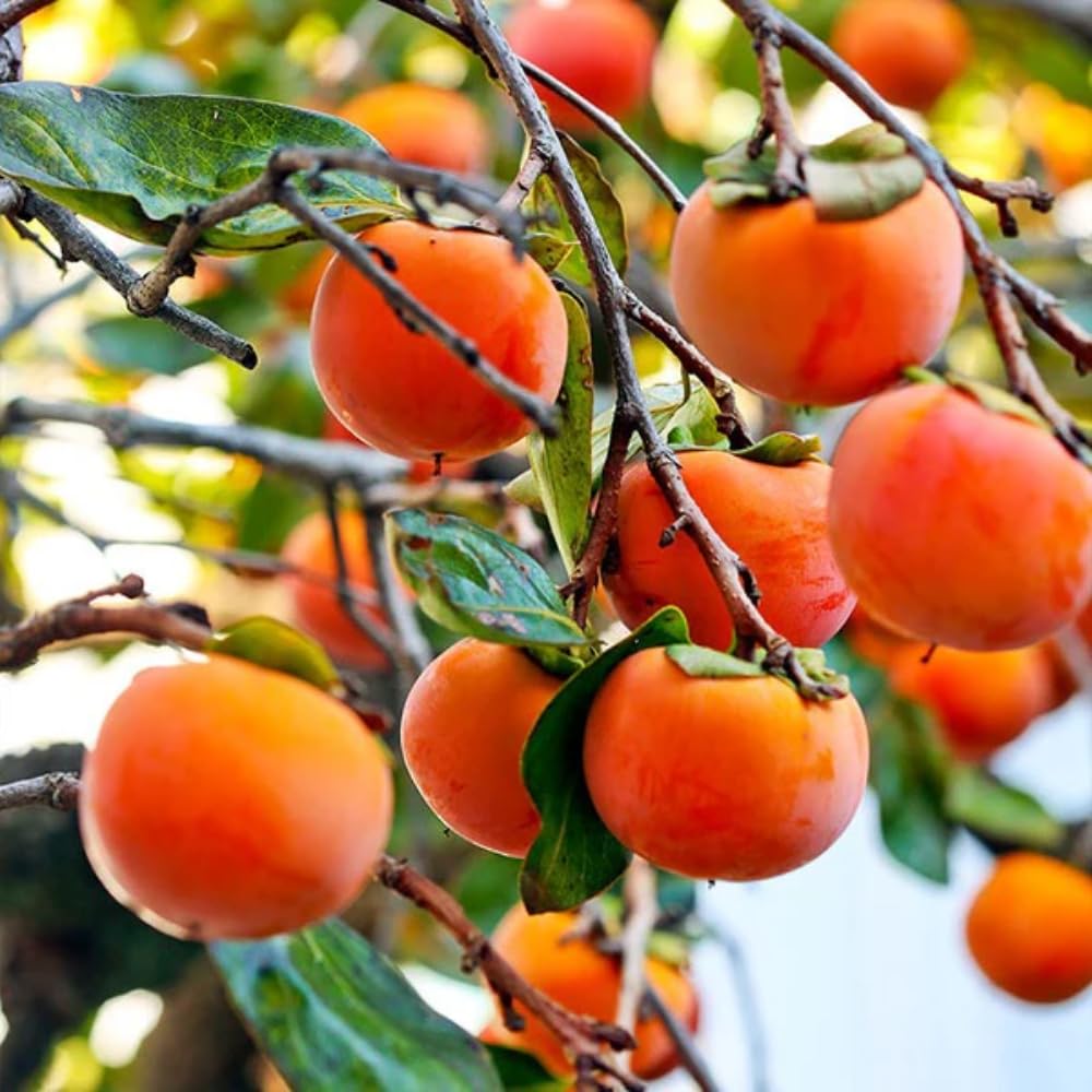 Set 2 Persimmon Plants Live, 12-24 Inch Tall Bare Root Dormant, Live American Persimmon Trees for Growing Outdoor