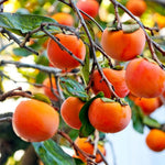 2 Bare Root American Persimmon Trees Live Plants, Dormant Seedlings 1-2 Feet Tall, Cold Hardy Fruit Trees for Planting, Zones 4-9