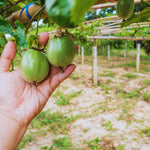 Live Passion Fruit Plant, Passion Fruit Tree Live Plant, Purple Passionfruit Vine Gardening, Half Gallon Pot