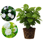 2 Jasmine Plants Live, Fragrant White Jasmine Live Plants, Fast Growing Flower Plants for Outdoor Garden, 5-7'' (Grand Duke Jasmine)