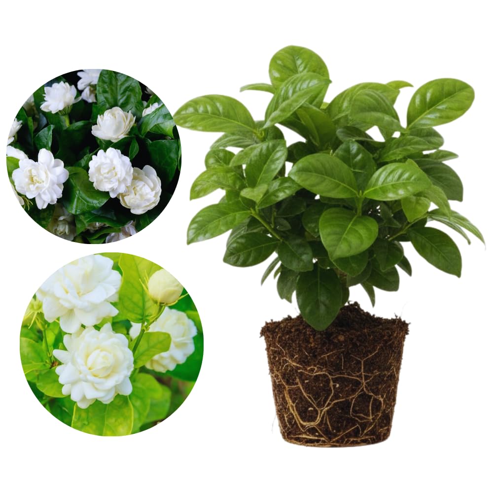 2 Jasmine Plants Live, Fragrant White Jasmine Live Plants, Fast Growing Flower Plants for Outdoor Garden, 5-7'' (Grand Duke Jasmine)