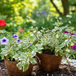 Live Pinapple Mint Plant, Mint Herb Plant, 4 Inch Pot for Planting