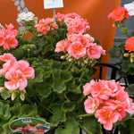 2 Salmon Geranium Plants Live, Live Geranium Plants, 5 to 8 Inches Tall Live Plants, Geranium Flower Plant, Geranium Live Plants Indoor Garden Outdoor