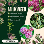 2 Butterfly Milkweed Plants Live, Asclepias Tuberosa Tropical Milkweed Flowers for Butterfly Garden, 4-9" Tall Perennials, No Pot Included (Pink Milkweed)