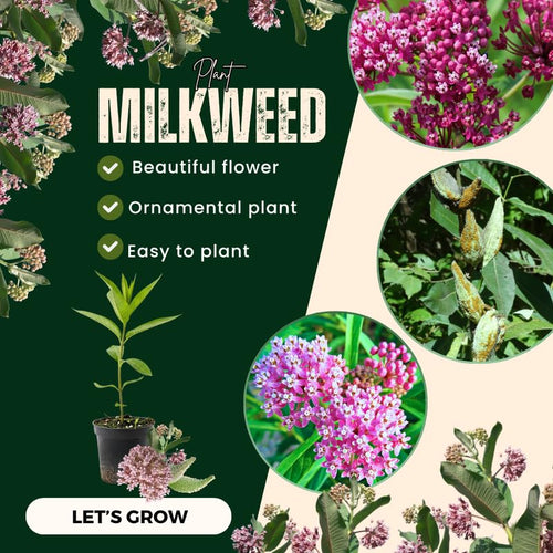 2 Butterfly Milkweed Plants Live, Asclepias Tuberosa Tropical Milkweed Flowers for Butterfly Garden, 4-9" Tall Perennials, No Pot Included (Pink Milkweed)