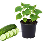 2 Green Cucumber Plants Live, Fast Growing Cucumber Vegetable Garden Plants, 5 to 9'' Tall