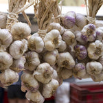 4 XL Softneck Garlic Bulbs for Planting, Garlic Bulbs for Growing in Fall, Large Size
