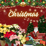 2 Multi Varieties Poinsettia Plants Live, Polka Dot Red Poinsettia Flowers for Holiday Christmas Gift, Decoration Houseplant 5-10" in Tall, No Pot