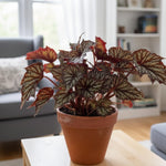 Live Begonia Plant, Indoor Flowering Houseplant, 4-8 Inches Tall, for Indoor or Outdoor Gardens (Gray Green Foliage)