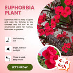 Crown of Thorns Plant Live, Euphorbia Milii Succulent Live Plant, 4-8 Inch Tall Flowering Houseplant with Year-Round Blooms, No Pot (Red)