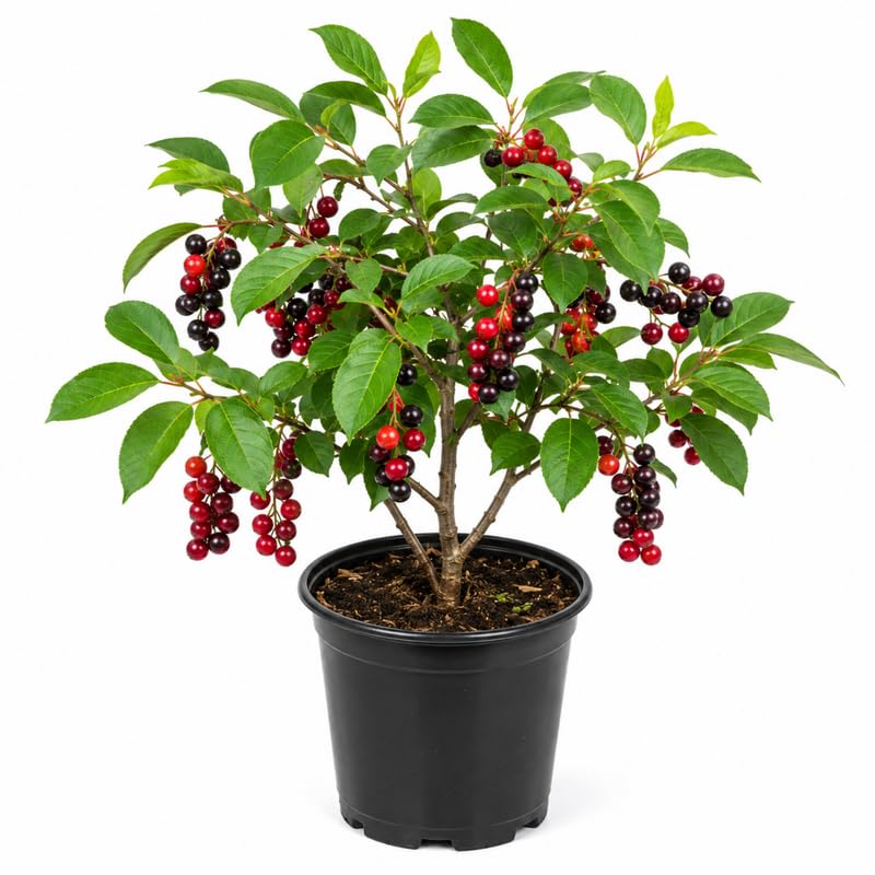 Chokecherry Tree Live Plant in 5 Inch Pot, Fruit Tree for Backyard Garden and Patio Containers Growing, 4-8 Inches Tall