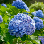 Hydrangea Plant Live Tree Dormant in Winter, Vibrant Color Bloom, 5-11" Well-Rooted Hydrangea Shrub Bush for House Planting Outdoor (Pink to Blue to Purple)