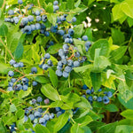 Pack 2 Blueberry Bush Live Plant, Blueberry Plants Live for Planting 5 to 9 Inch Height, Sweet Blueberries Tree Live Plant (Jewel Blueberry)