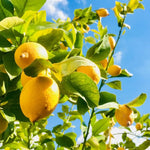 Meyer Lemon Tree Live Starter Plant, 2-4" Tall in 4" Pot, Fragrant Yellow Citrus for Indoor or Outdoor Planting