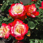 Rose Live Plant, Roses Flower Plant, Fragrant Flower for Planting, 4-6 Inches Tall, Bush Shrub Plants, Well Rooted, Ready to Grow (Orange Rose)