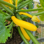 Set 2 Yellow Squash Zucchini Plants Live Vegetable Plant, 5-7''