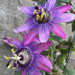 Lavender Passion Flower Plant Live, Passiflora Flowering Vine, Trailing Passion Flowers 4 to 8 Inch Tall