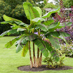 Banana Plant Live, Basjoo Banana Tree Live Plant, Hardy Banana Fruit Seedling 4 to 8 Inch Tall, Indoor Outdoor