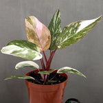 Princess Philodendron Plants Live, 4-9” Tall Rare Indoor Houseplants with Variegated Leaves, Easy Care Tropical Plant, No Pot (Pink Philodendron Plant)