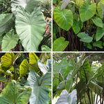 Set 2 Black Stem Colocasia Elephant Ear Plants Live 4–7 Inches Tall, Tropical Foliage Plants for Outdoor Garden, Large Leaf Plants for Patio, Containers or Landscape