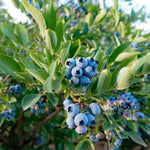 2 Blueberry Trees Live Plants 5 to 9 Inch Tall, Sweet Blueberry Bush Live Plant for Planting, Blueberry Fruit (Sunshine Blueberry)