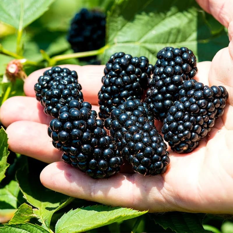 Pack 2 Thornless BlackBerry Plants Live to Grow 4 to 8 Inch Tall, BlackBerry Bush Live Plant, Sweet Blackberries Fruit Tree Indoor Outdoor (Navaho BlackBerry)