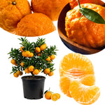 Mandarin Orange Tree Live Plant, 1-2 Feet Tall in 1 Gallon Pot, Sweet Citrus Fruit Tree for Outdoor Garden, Easy Care Potted Citrus Tree