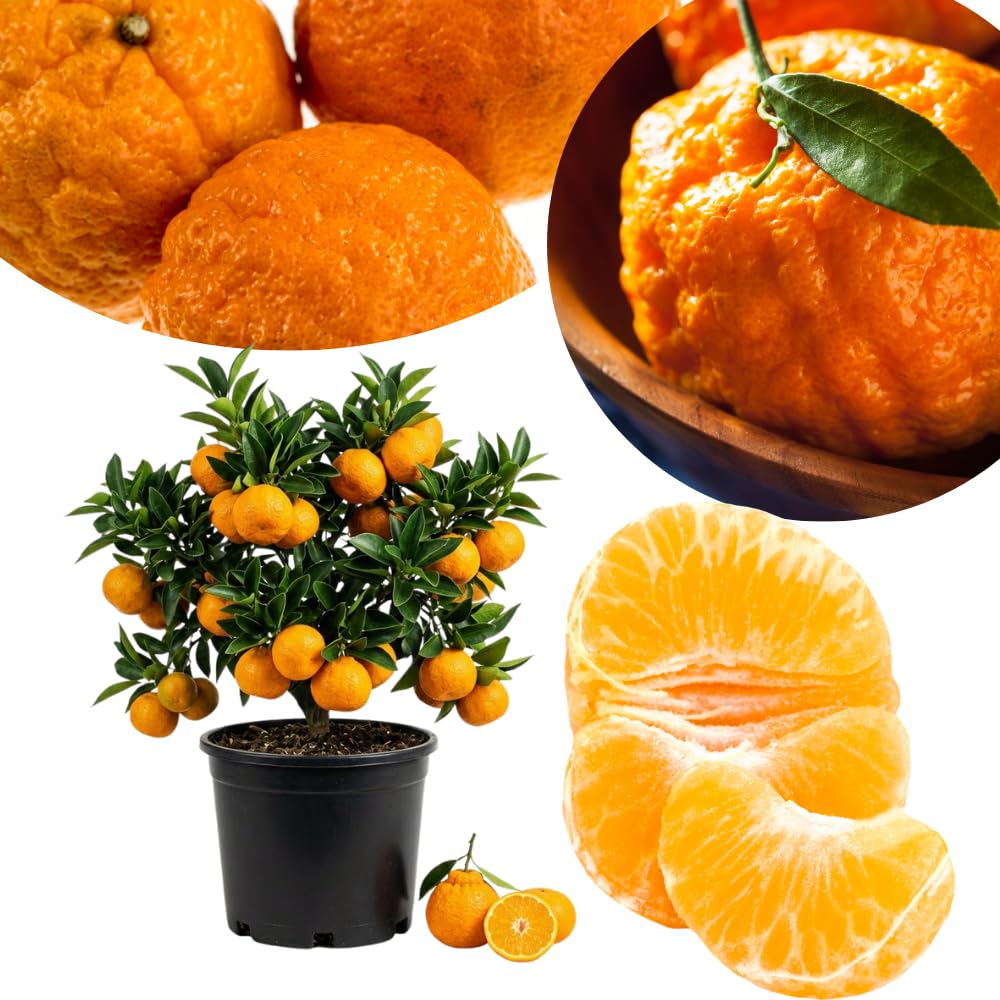 Mandarin Orange Tree Live Plant, 1-2 Feet Tall in 1 Gallon Pot, Sweet Citrus Fruit Tree for Outdoor Garden, Easy Care Potted Citrus Tree