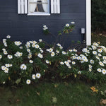 White Daisy Plants Live for Planting, 3 to 6 Inch Tall Daisy Perennial Live Plant Outdoor Garden, White Daisies Plant