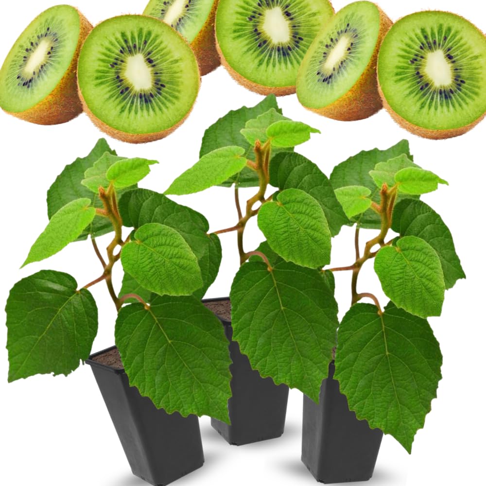 3 Cold Hardy Kiwi Plants Live, 4-6 Inches Tall, Hardy Kiwi Vine Starter Plants for Outdoor Growing