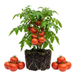 Set 2 Tomato Plants, Better Boy Tomato Plants Live, 4-6 Inc Tall, High Yield Vegetable for Raised Beds, Containers and Outdoor Garden