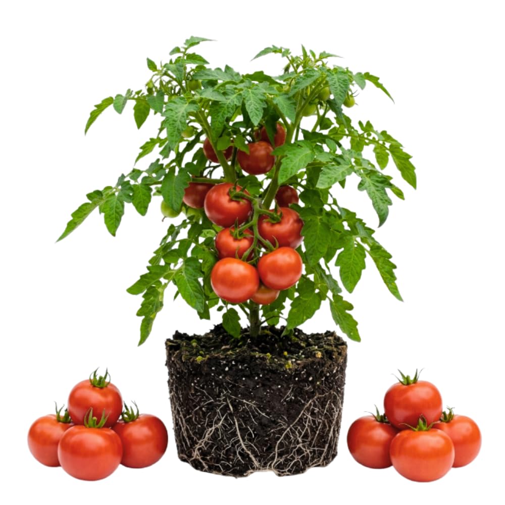 Set 2 Tomato Plants, Better Boy Tomato Plants Live, 4-6 Inc Tall, High Yield Vegetable for Raised Beds, Containers and Outdoor Garden