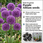 6 Purple Allium Bulbs, Ornamental Flower Bulbs for Planting, Garden Flower Bulbs for Landscape Beds, Borders or Outdoor Gardens