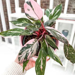 Princess Philodendron Plants Live, 4-9” Tall Rare Indoor Houseplants with Variegated Leaves, Easy Care Tropical Plant, No Pot (Pink Philodendron Plant)