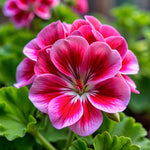 2 Rose Geranium Plants Live, Vibrant Blooms, Hardy Perennial Geranium Flowers 4-8 Inches, Indoor Outdoor Planting