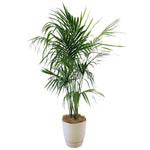 Live Palm Tree Plant in 3 Gallon Pot, No CA, Large Fully Rooted Size, Ready to Plant for Home Décor Indoor Outdoor Landscape, Rare Palm Trees, Green Palm
