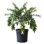 Green Finger Lime Tree Live, 1-2ft Tall, Citrus Plant 1 Gallon Pot, Finger Lime Citrus Tree, Well Rooted Fruit Plant
